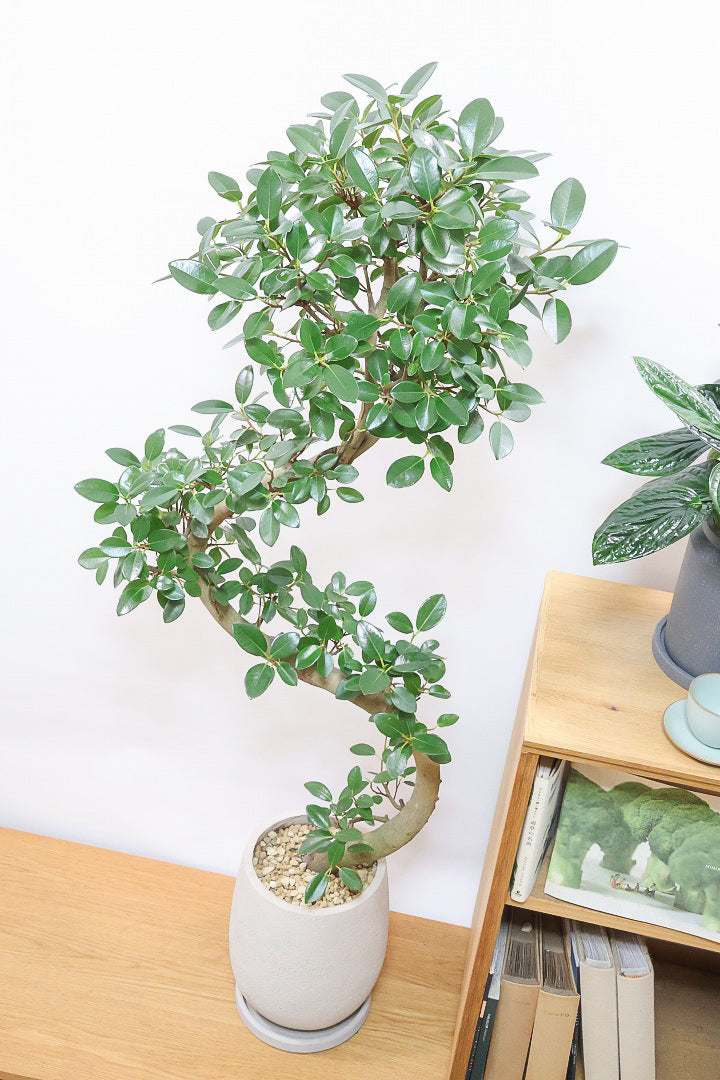 【フランスゴム】ここまで幹が太いS字樹形は最初で最後だと思います！大きいサイズをお探しの方はぜひ！