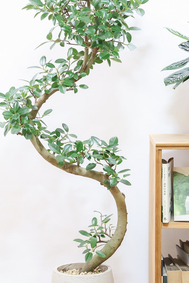 【フランスゴム】ここまで幹が太いS字樹形は最初で最後だと思います！大きいサイズをお探しの方はぜひ！