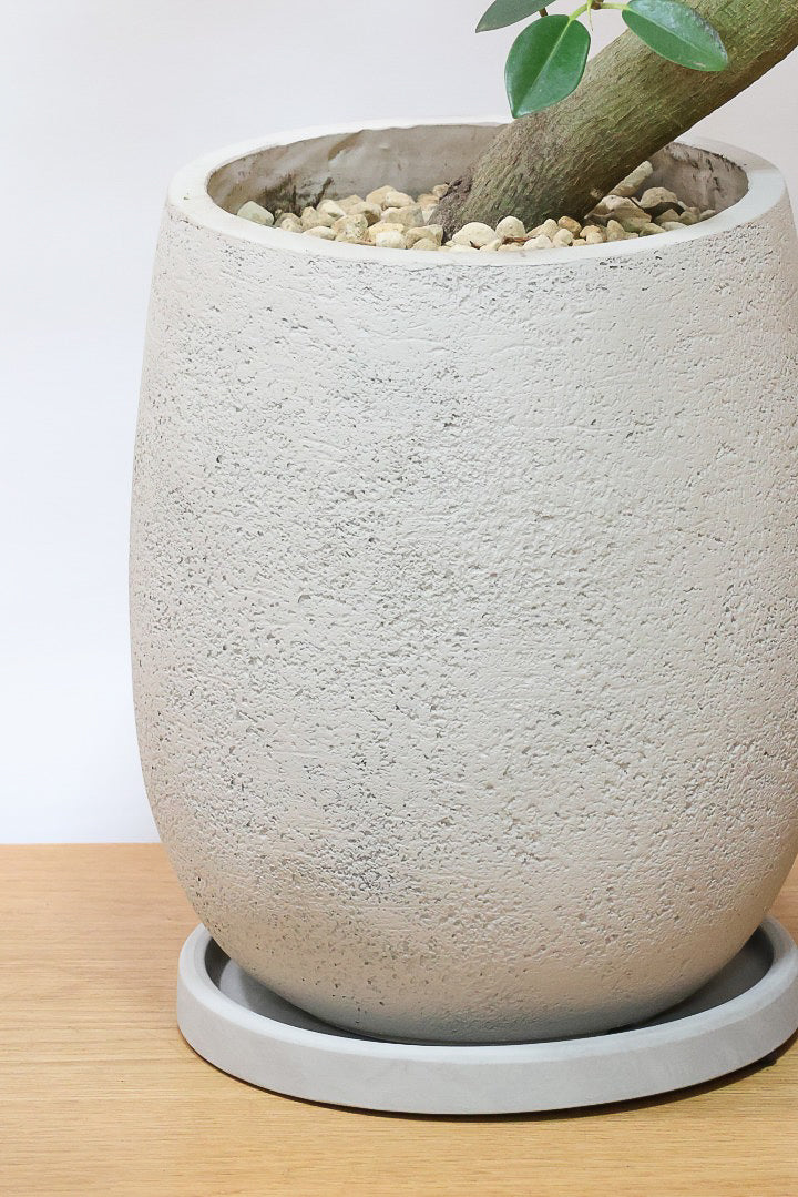 【フランスゴム】ここまで幹が太いS字樹形は最初で最後だと思います！大きいサイズをお探しの方はぜひ！