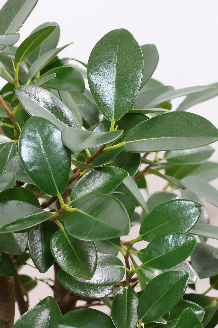 【フランスゴム】ここまで幹が太いS字樹形は最初で最後だと思います！大きいサイズをお探しの方はぜひ！