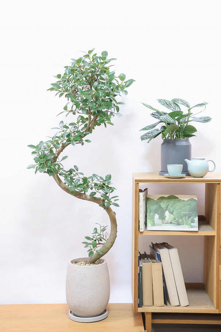 【フランスゴム】ここまで幹が太いS字樹形は最初で最後だと思います！大きいサイズをお探しの方はぜひ！