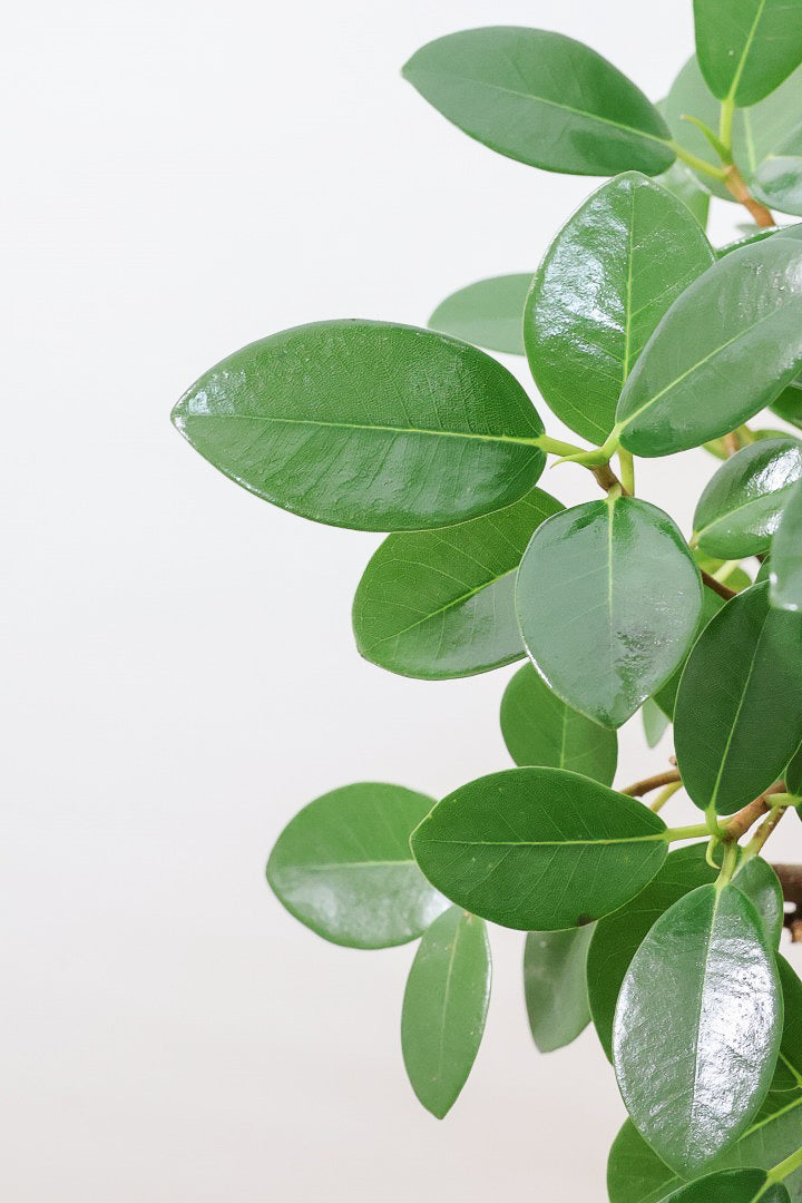 【フランスゴム】ここまで幹が太いS字樹形は最初で最後だと思います！大きいサイズをお探しの方はぜひ！