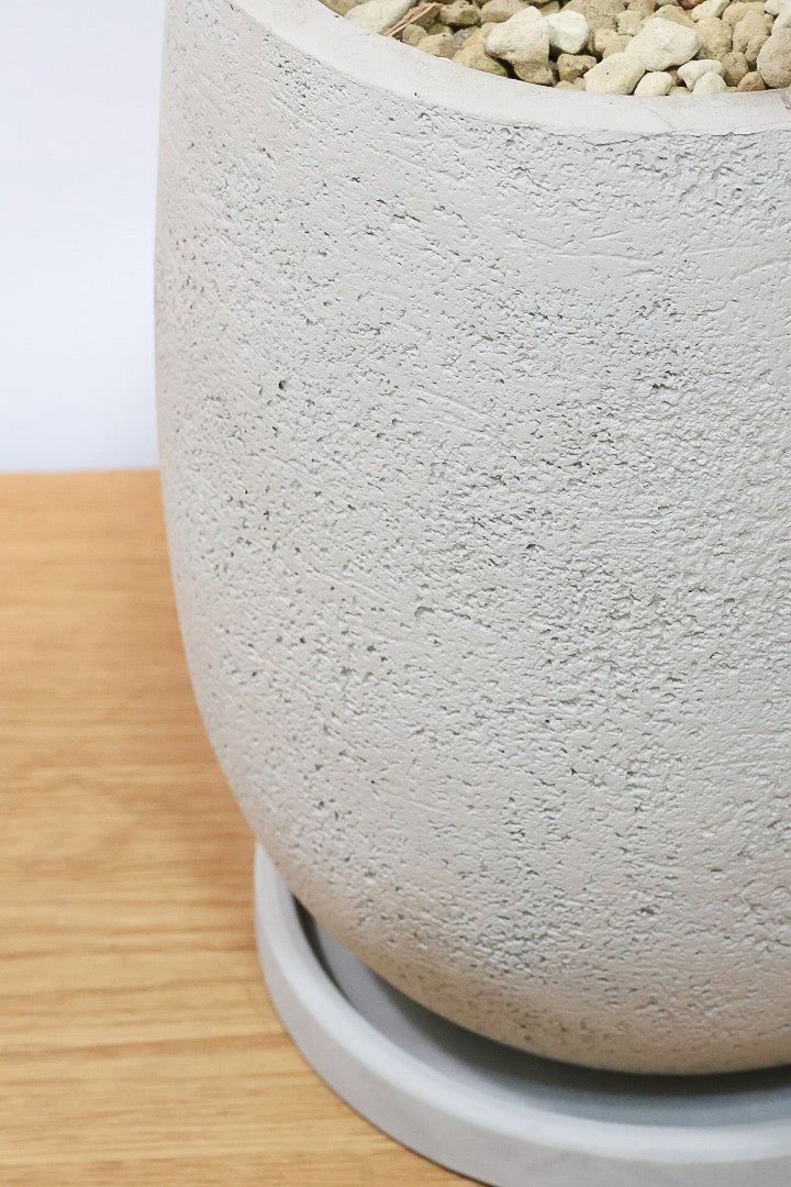 【フランスゴム】ここまで幹が太いS字樹形は最初で最後だと思います！大きいサイズをお探しの方はぜひ！