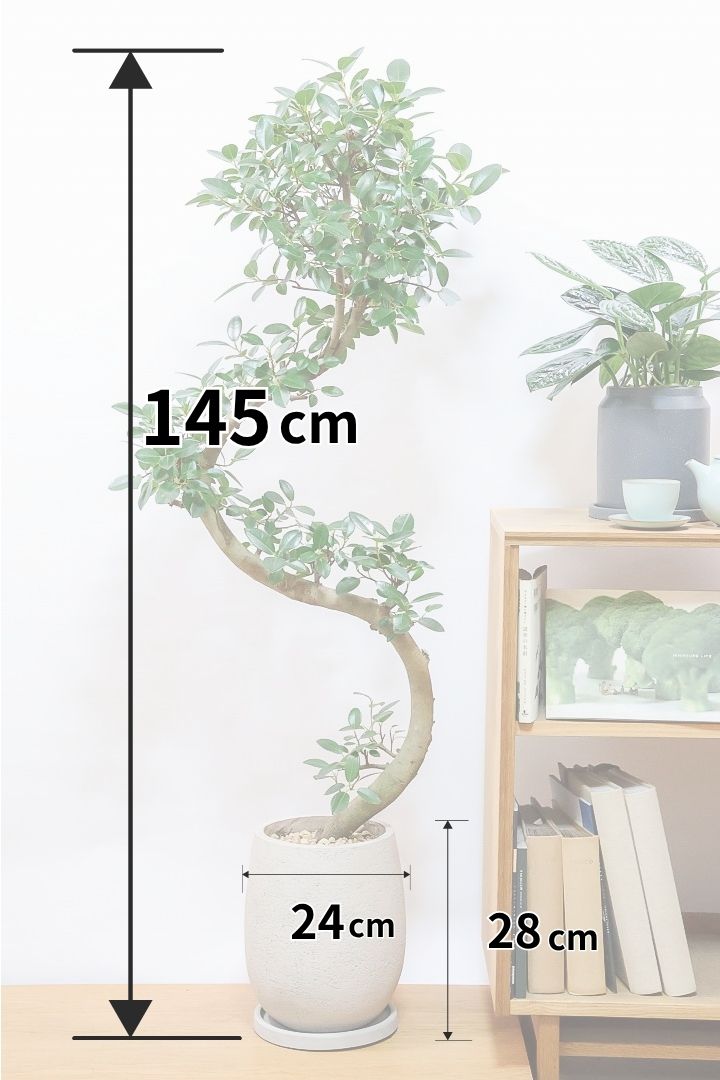 【フランスゴム】ここまで幹が太いS字樹形は最初で最後だと思います！大きいサイズをお探しの方はぜひ！