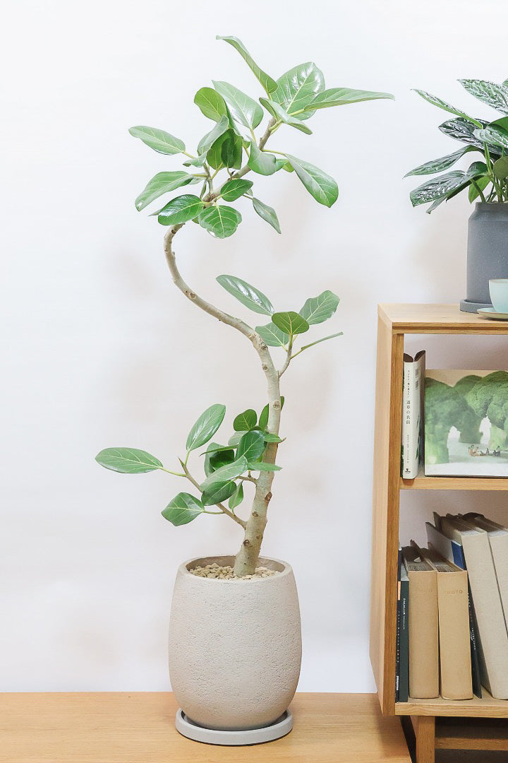 送料無料】フィカス ベンガレンシス| 観葉植物の通信販売 | APEGO