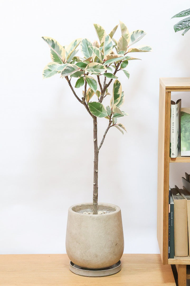 【フィカス ティネケ】久々に大きいサイズ！幹も太くて葉付きも良い！スタイリッシュなフォルムなのでおすすめです！
