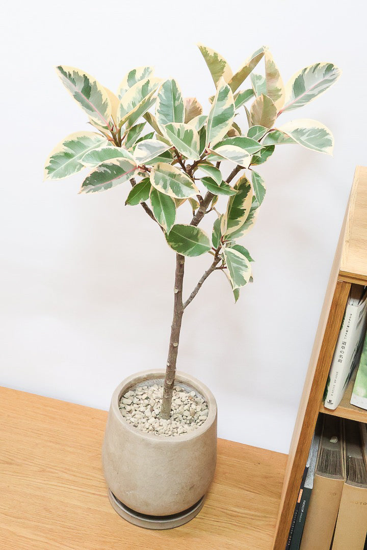 【フィカス ティネケ】久々に大きいサイズ！幹も太くて葉付きも良い！スタイリッシュなフォルムなのでおすすめです！
