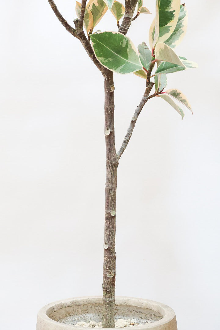 【フィカス ティネケ】久々に大きいサイズ！幹も太くて葉付きも良い！スタイリッシュなフォルムなのでおすすめです！