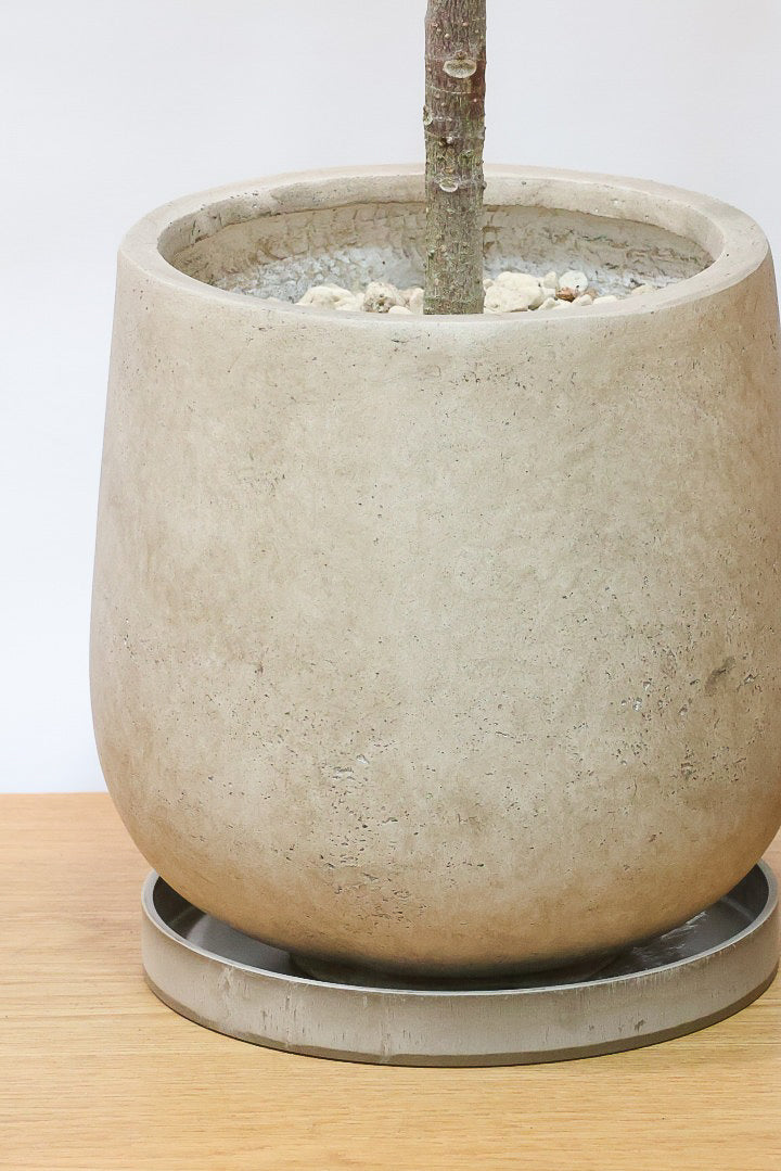 【フィカス ティネケ】久々に大きいサイズ！幹も太くて葉付きも良い！スタイリッシュなフォルムなのでおすすめです！