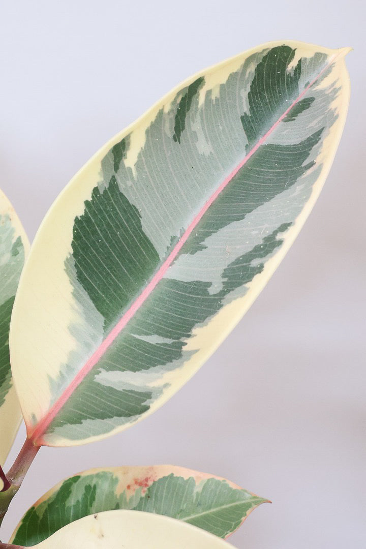 【フィカス ティネケ】久々に大きいサイズ！幹も太くて葉付きも良い！スタイリッシュなフォルムなのでおすすめです！