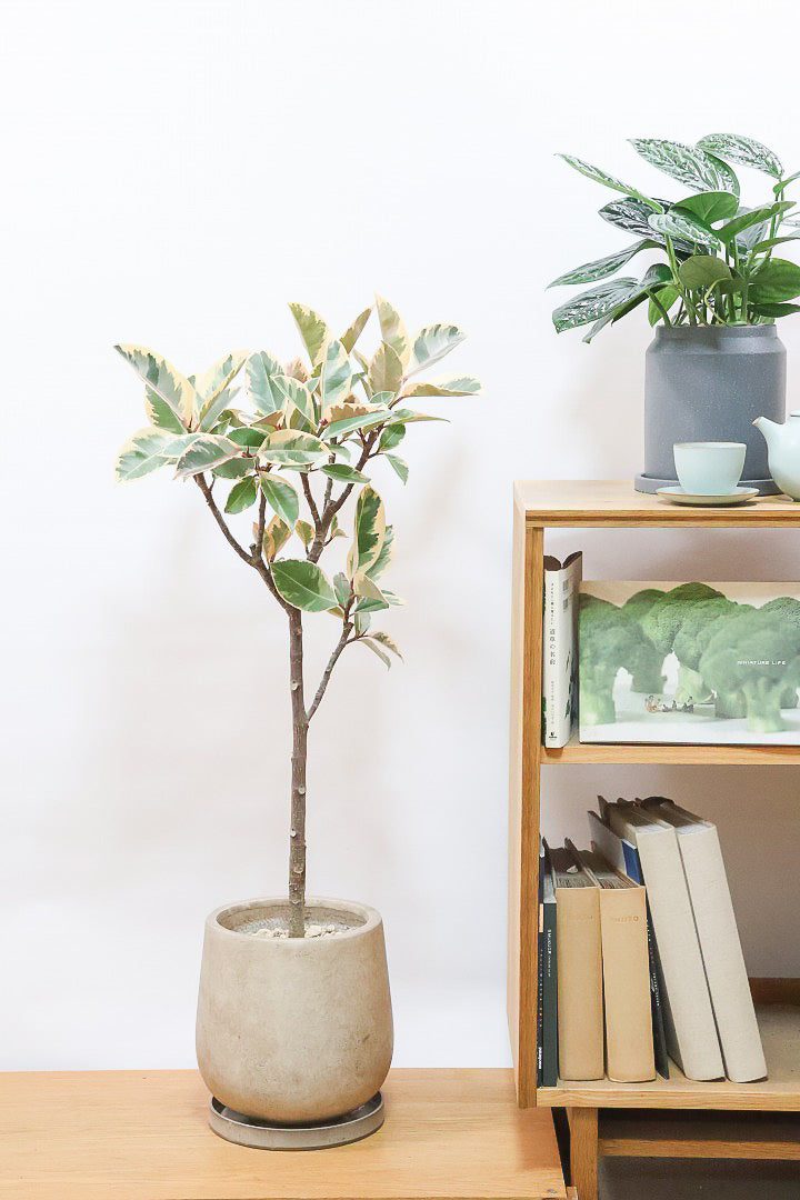 【フィカス ティネケ】久々に大きいサイズ！幹も太くて葉付きも良い！スタイリッシュなフォルムなのでおすすめです！