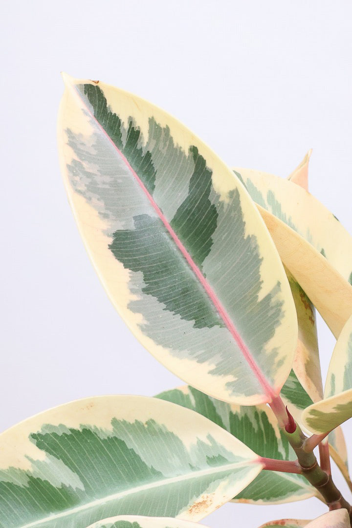 【フィカス ティネケ】久々に大きいサイズ！幹も太くて葉付きも良い！スタイリッシュなフォルムなのでおすすめです！