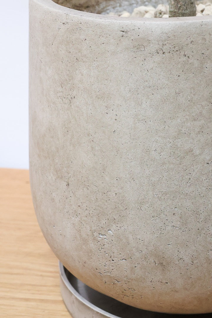 【フィカス ティネケ】久々に大きいサイズ！幹も太くて葉付きも良い！スタイリッシュなフォルムなのでおすすめです！