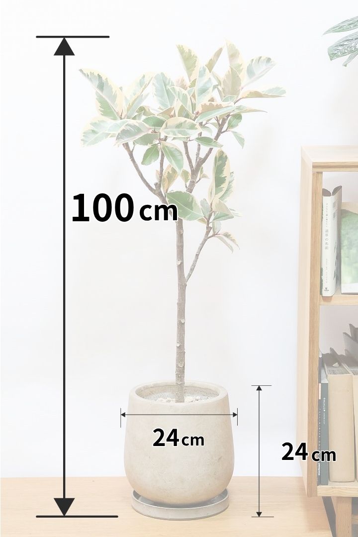 【フィカス ティネケ】久々に大きいサイズ！幹も太くて葉付きも良い！スタイリッシュなフォルムなのでおすすめです！