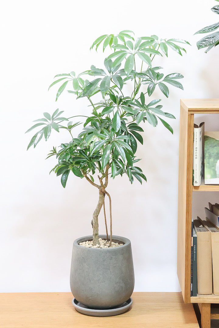 【シェフレラ コンパクタ】この樹形は良い！温暖な鹿児島県指宿市で育てられたとてもスタイリッシュで個性的な樹形です！めちゃくちゃ丈夫な品種です！