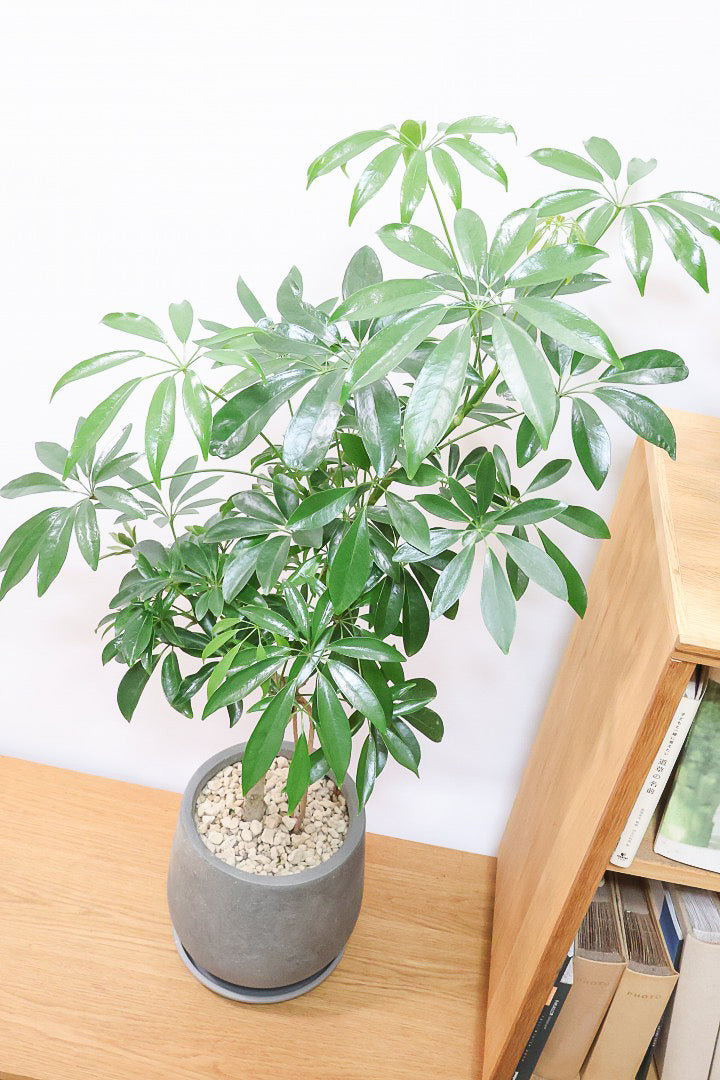 【シェフレラ コンパクタ】この樹形は良い！温暖な鹿児島県指宿市で育てられたとてもスタイリッシュで個性的な樹形です！めちゃくちゃ丈夫な品種です！