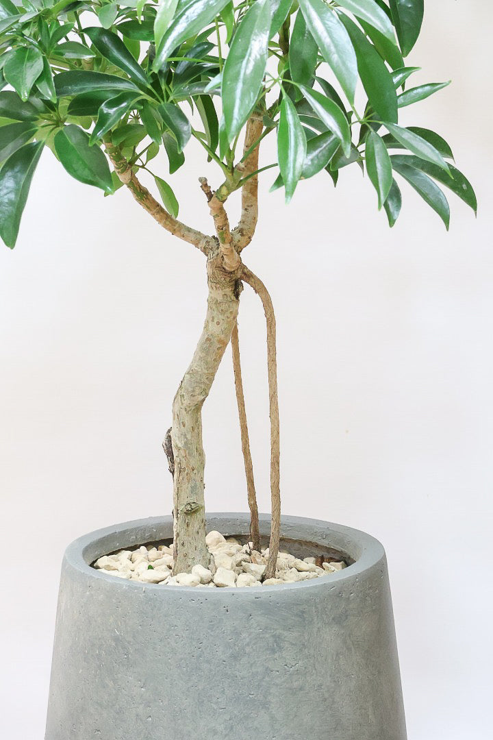 【シェフレラ コンパクタ】この樹形は良い！温暖な鹿児島県指宿市で育てられたとてもスタイリッシュで個性的な樹形です！めちゃくちゃ丈夫な品種です！