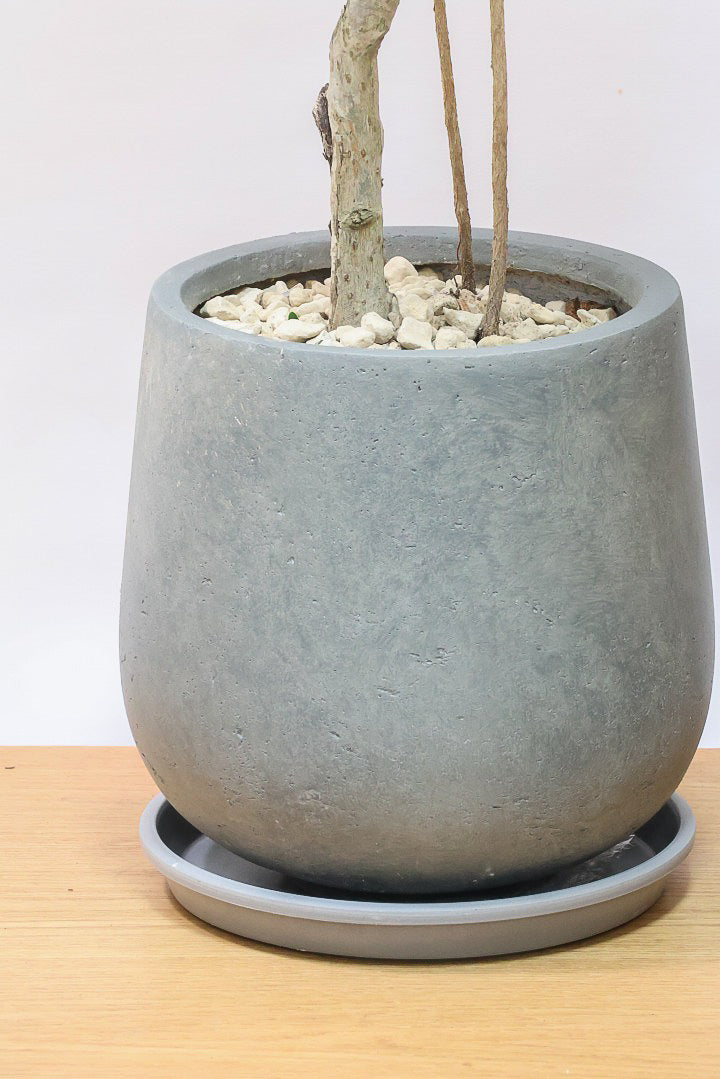 【シェフレラ コンパクタ】この樹形は良い！温暖な鹿児島県指宿市で育てられたとてもスタイリッシュで個性的な樹形です！めちゃくちゃ丈夫な品種です！