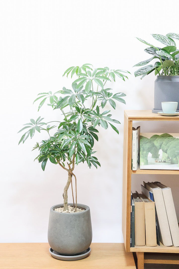 【シェフレラ コンパクタ】この樹形は良い！温暖な鹿児島県指宿市で育てられたとてもスタイリッシュで個性的な樹形です！めちゃくちゃ丈夫な品種です！