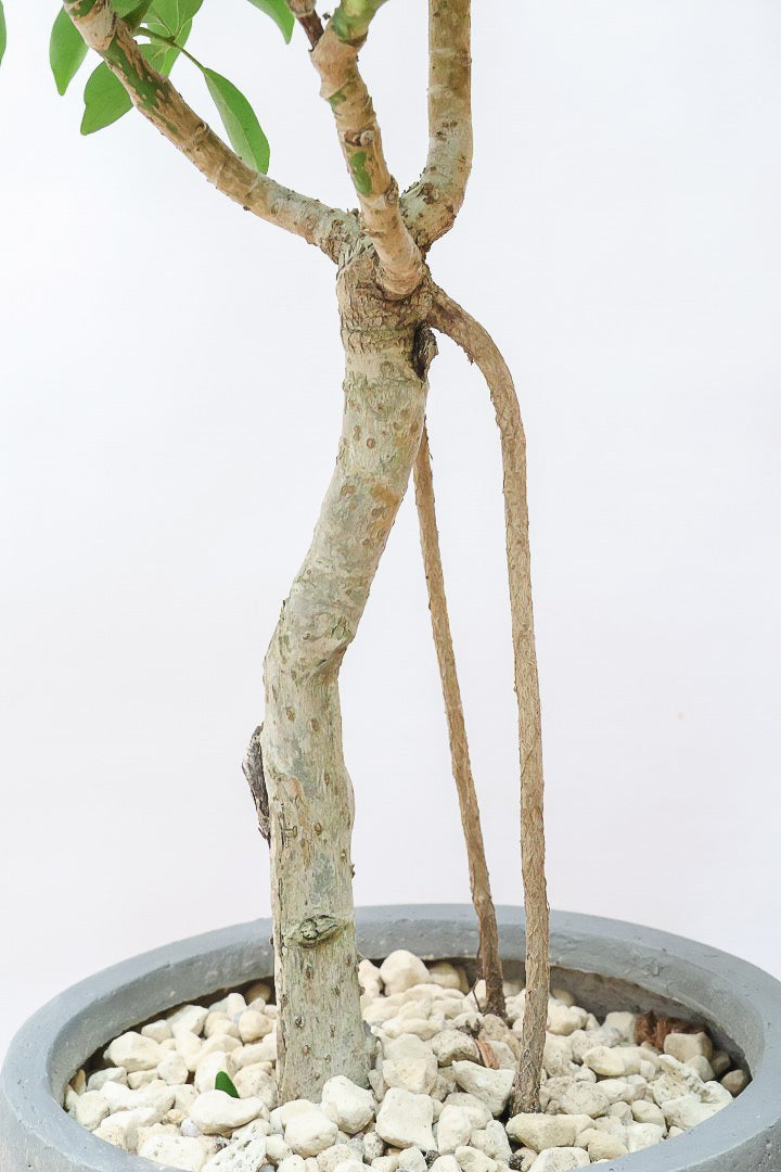 【シェフレラ コンパクタ】この樹形は良い！温暖な鹿児島県指宿市で育てられたとてもスタイリッシュで個性的な樹形です！めちゃくちゃ丈夫な品種です！