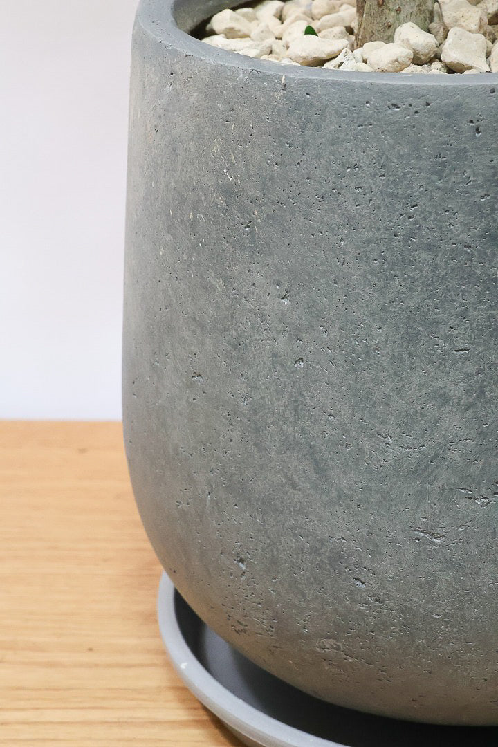 【シェフレラ コンパクタ】この樹形は良い！温暖な鹿児島県指宿市で育てられたとてもスタイリッシュで個性的な樹形です！めちゃくちゃ丈夫な品種です！