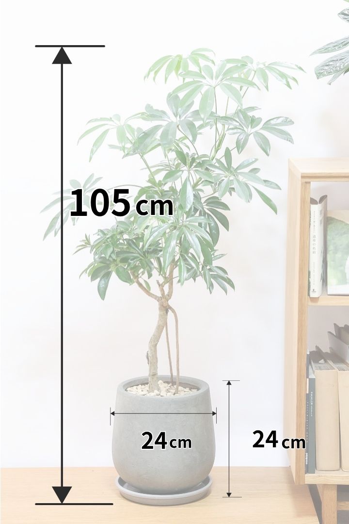 【シェフレラ コンパクタ】この樹形は良い！温暖な鹿児島県指宿市で育てられたとてもスタイリッシュで個性的な樹形です！めちゃくちゃ丈夫な品種です！