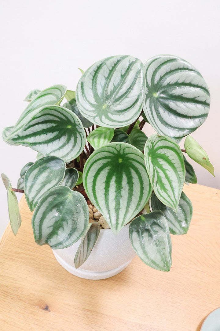【ペペロミア サンデルシー】爽やかなホワイトのPOT！特別に親株を分けてもらいました！別名スイカペペロミア。縦縞がとてもかわいい人気種です！