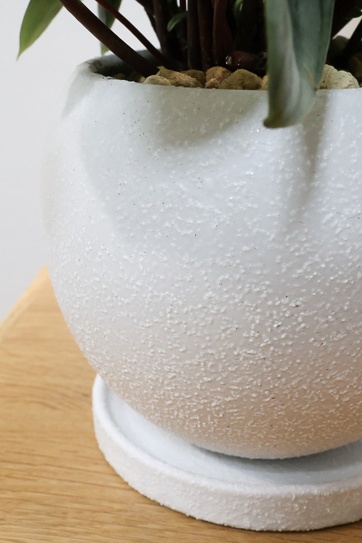 【ペペロミア サンデルシー】爽やかなホワイトのPOT！特別に親株を分けてもらいました！別名スイカペペロミア。縦縞がとてもかわいい人気種です！