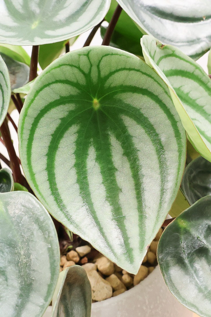 【ペペロミア サンデルシー】爽やかなホワイトのPOT！特別に親株を分けてもらいました！別名スイカペペロミア。縦縞がとてもかわいい人気種です！