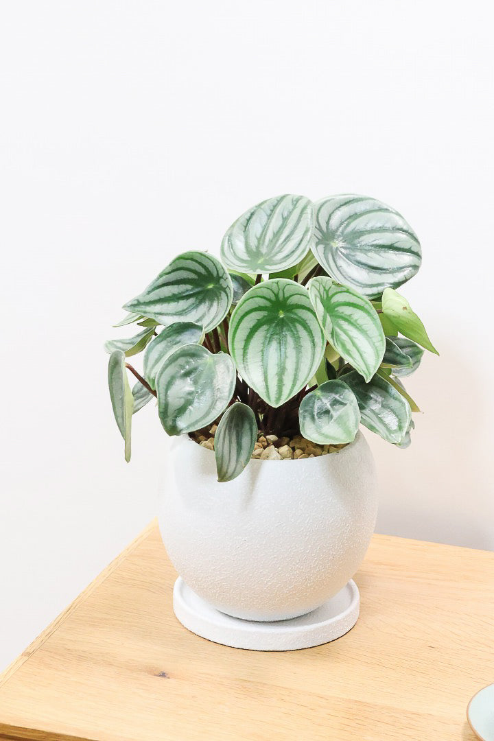 【ペペロミア サンデルシー】爽やかなホワイトのPOT！特別に親株を分けてもらいました！別名スイカペペロミア。縦縞がとてもかわいい人気種です！
