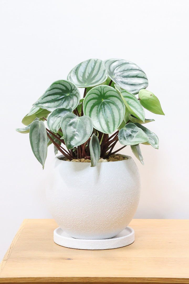 【ペペロミア サンデルシー】爽やかなホワイトのPOT！特別に親株を分けてもらいました！別名スイカペペロミア。縦縞がとてもかわいい人気種です！