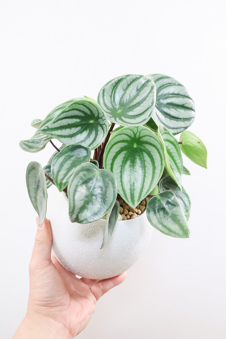 【ペペロミア サンデルシー】爽やかなホワイトのPOT！特別に親株を分けてもらいました！別名スイカペペロミア。縦縞がとてもかわいい人気種です！