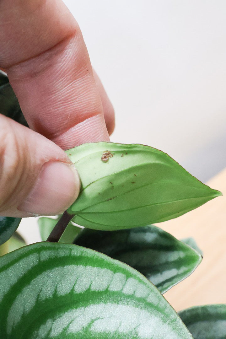 【ペペロミア サンデルシー】爽やかなホワイトのPOT！特別に親株を分けてもらいました！別名スイカペペロミア。縦縞がとてもかわいい人気種です！