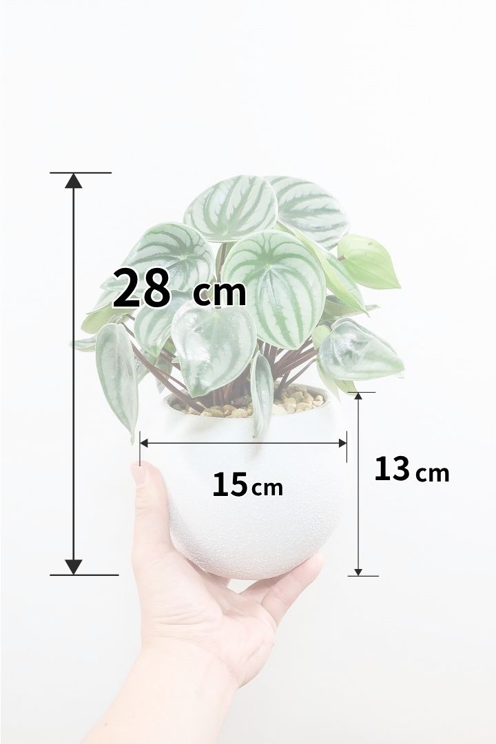 【ペペロミア サンデルシー】爽やかなホワイトのPOT！特別に親株を分けてもらいました！別名スイカペペロミア。縦縞がとてもかわいい人気種です！