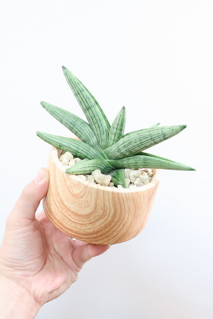 【サンスベリア ルーキー】人気の木製柄のPOT！葉の模様がとても美しい希少種！いいサイズ感です！