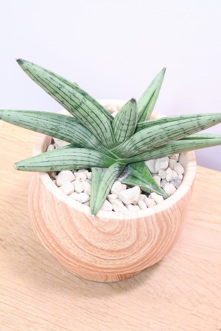 【サンスベリア ルーキー】人気の木製柄のPOT！葉の模様がとても美しい希少種！いいサイズ感です！