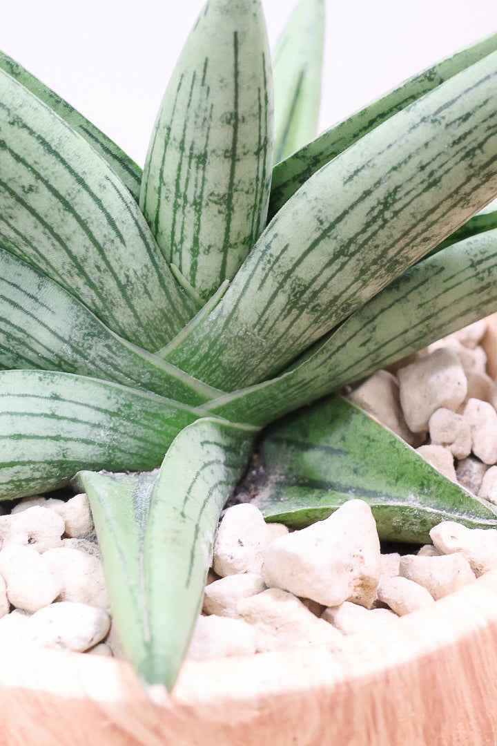 【サンスベリア ルーキー】人気の木製柄のPOT！葉の模様がとても美しい希少種！いいサイズ感です！