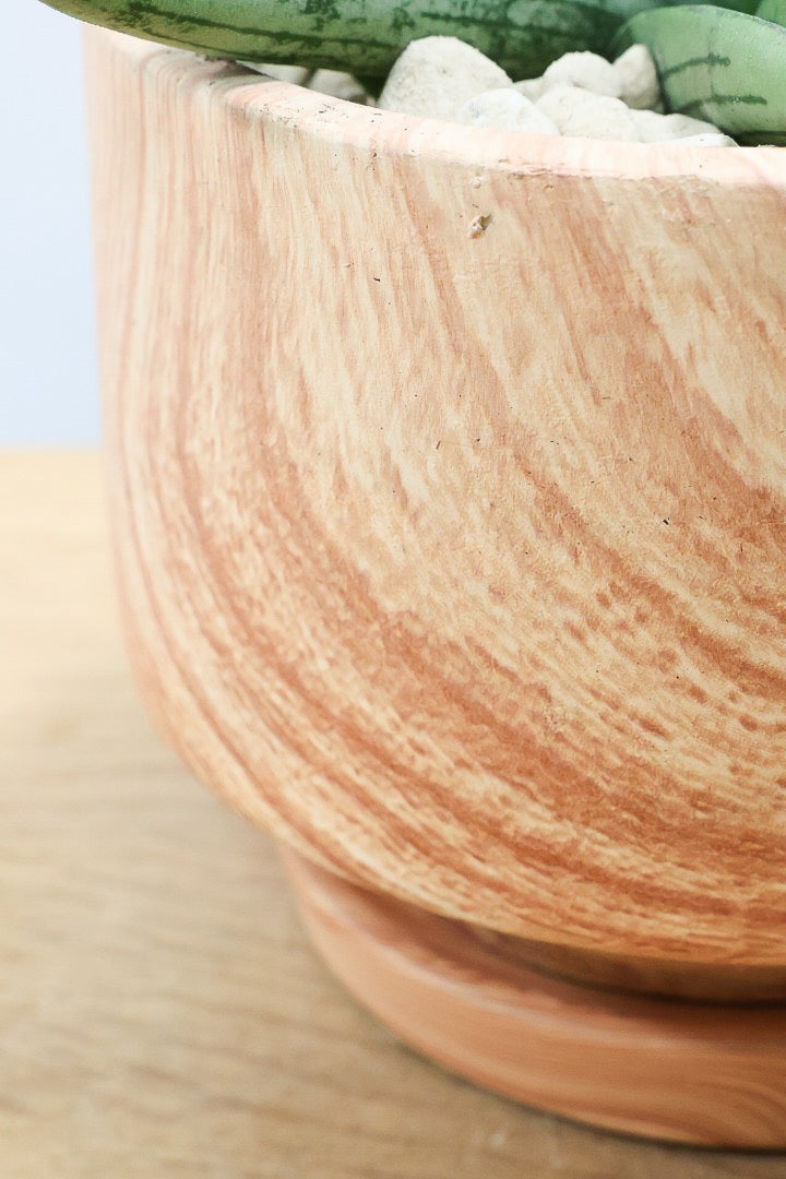 【サンスベリア ルーキー】人気の木製柄のPOT！葉の模様がとても美しい希少種！いいサイズ感です！