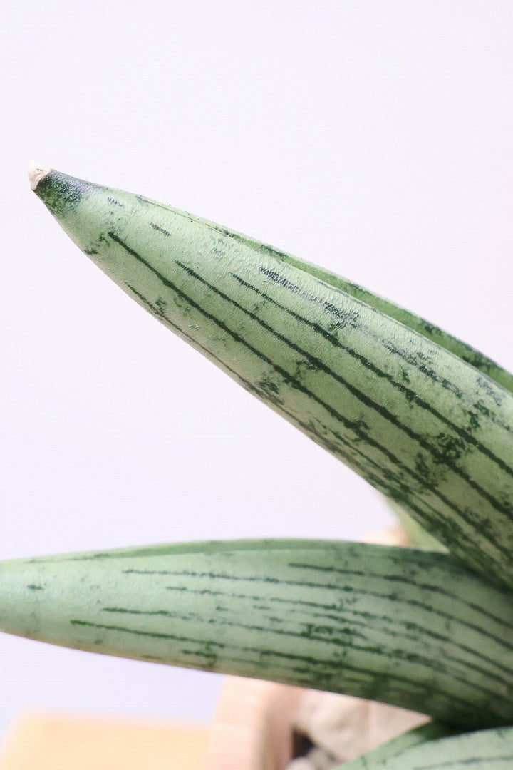 【サンスベリア ルーキー】人気の木製柄のPOT！葉の模様がとても美しい希少種！いいサイズ感です！