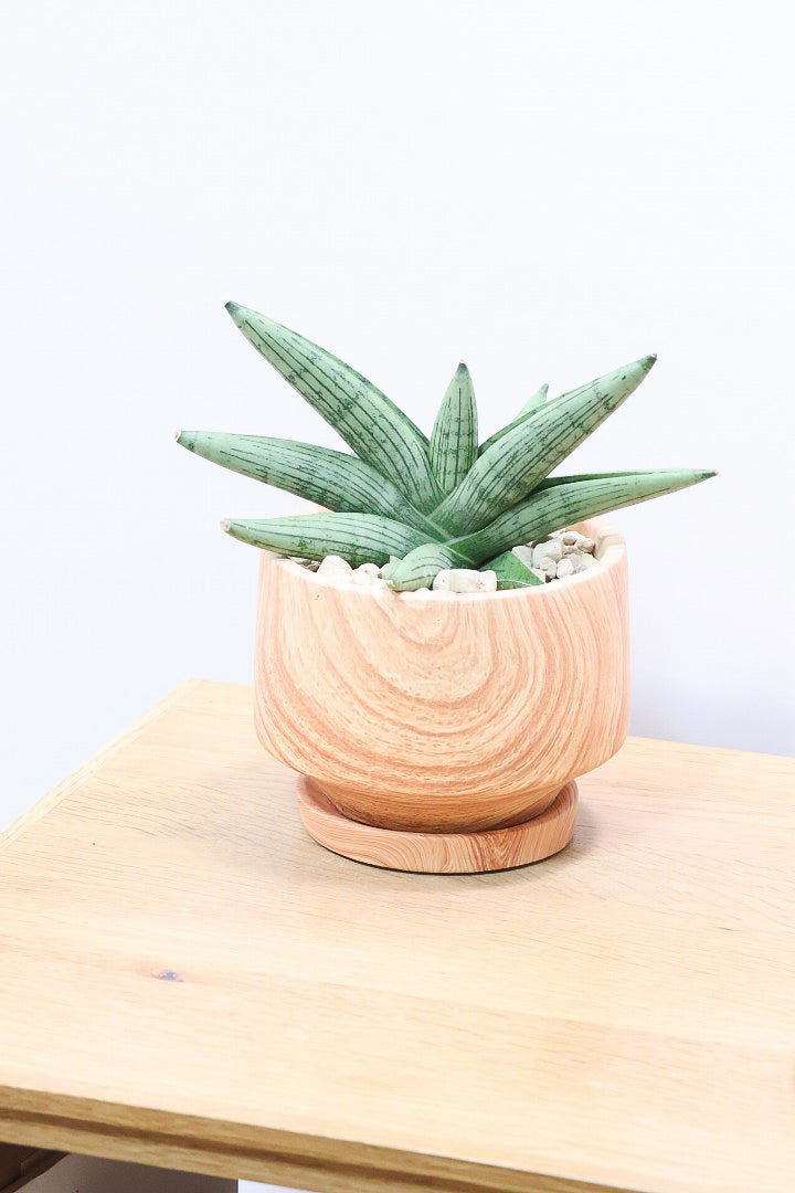 【サンスベリア ルーキー】人気の木製柄のPOT！葉の模様がとても美しい希少種！いいサイズ感です！