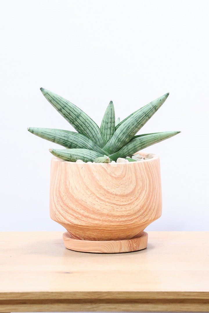 【サンスベリア ルーキー】人気の木製柄のPOT！葉の模様がとても美しい希少種！いいサイズ感です！