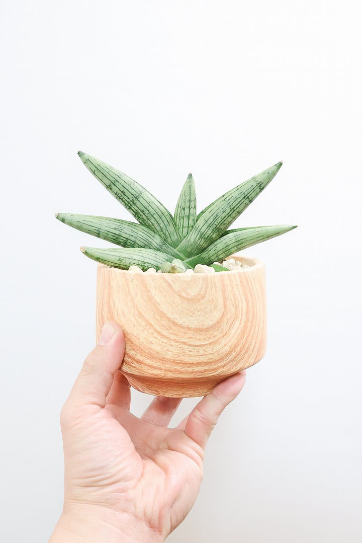 【サンスベリア ルーキー】人気の木製柄のPOT！葉の模様がとても美しい希少種！いいサイズ感です！