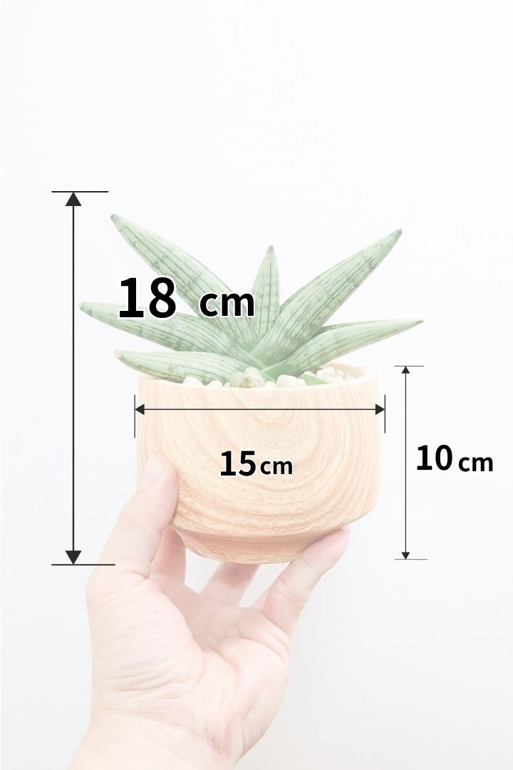 【サンスベリア ルーキー】人気の木製柄のPOT！葉の模様がとても美しい希少種！いいサイズ感です！