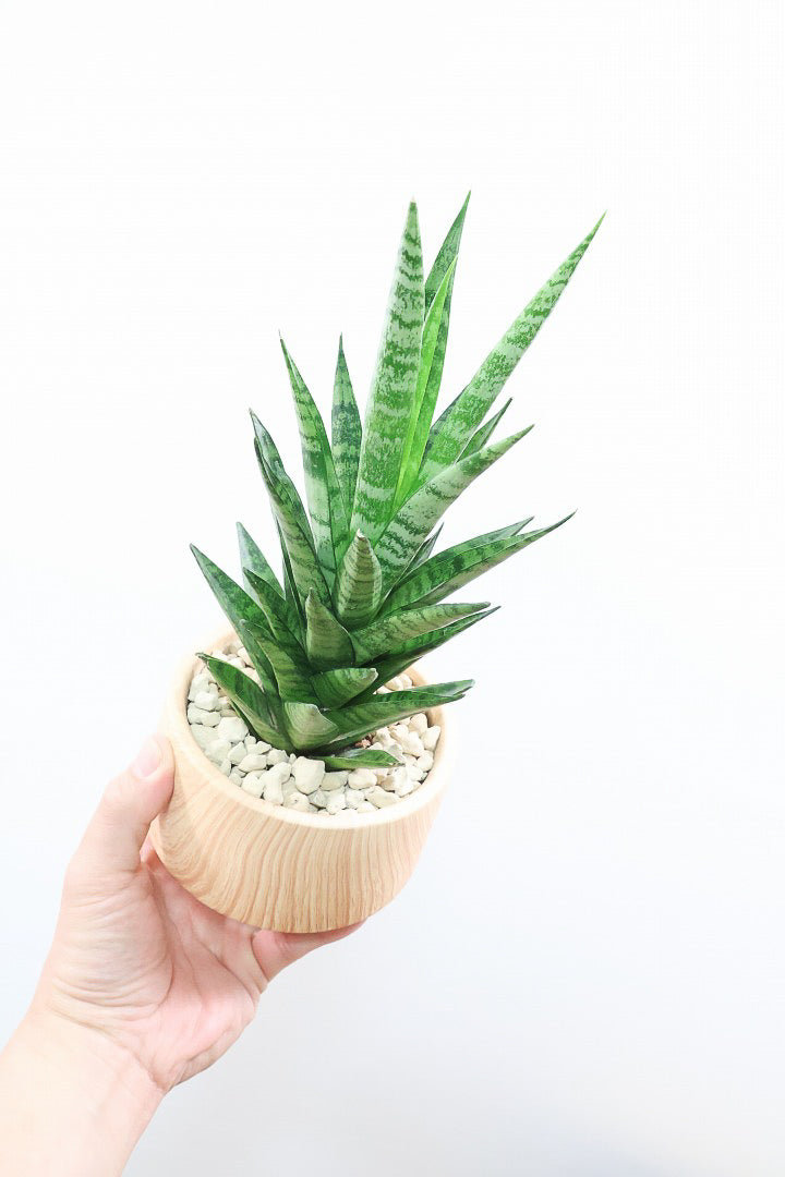 【サンスベリア インドスリー】人気の木製柄のPOT！葉の模様がとても美しい希少種！いいサイズ感です！