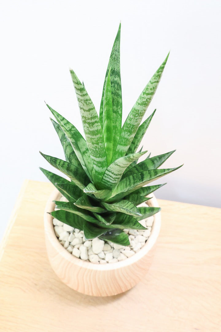 【サンスベリア インドスリー】人気の木製柄のPOT！葉の模様がとても美しい希少種！いいサイズ感です！