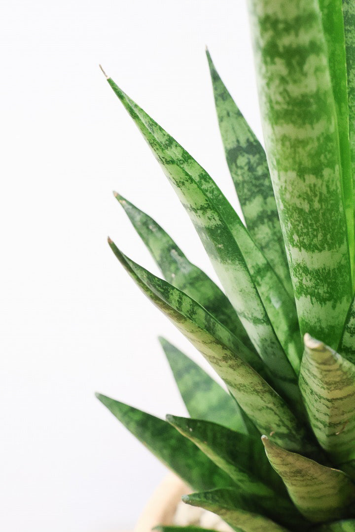 【サンスベリア インドスリー】人気の木製柄のPOT！葉の模様がとても美しい希少種！いいサイズ感です！