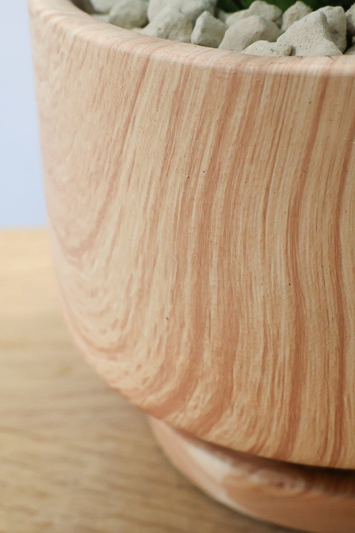 【サンスベリア インドスリー】人気の木製柄のPOT！葉の模様がとても美しい希少種！いいサイズ感です！