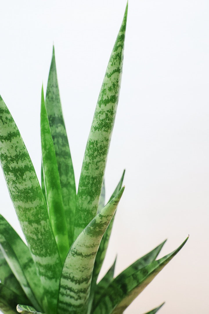 【サンスベリア インドスリー】人気の木製柄のPOT！葉の模様がとても美しい希少種！いいサイズ感です！