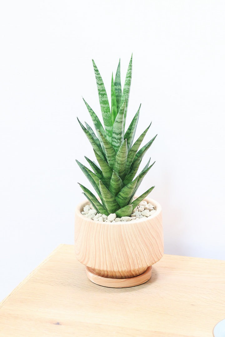 【サンスベリア インドスリー】人気の木製柄のPOT！葉の模様がとても美しい希少種！いいサイズ感です！