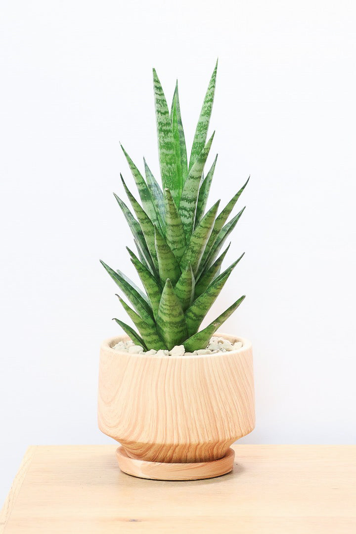 【サンスベリア インドスリー】人気の木製柄のPOT！葉の模様がとても美しい希少種！いいサイズ感です！